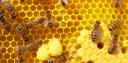 Pintos Bee Removal logo